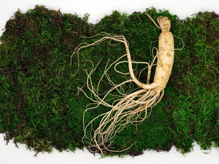 ginseng root health benefits energy focus natural medicine