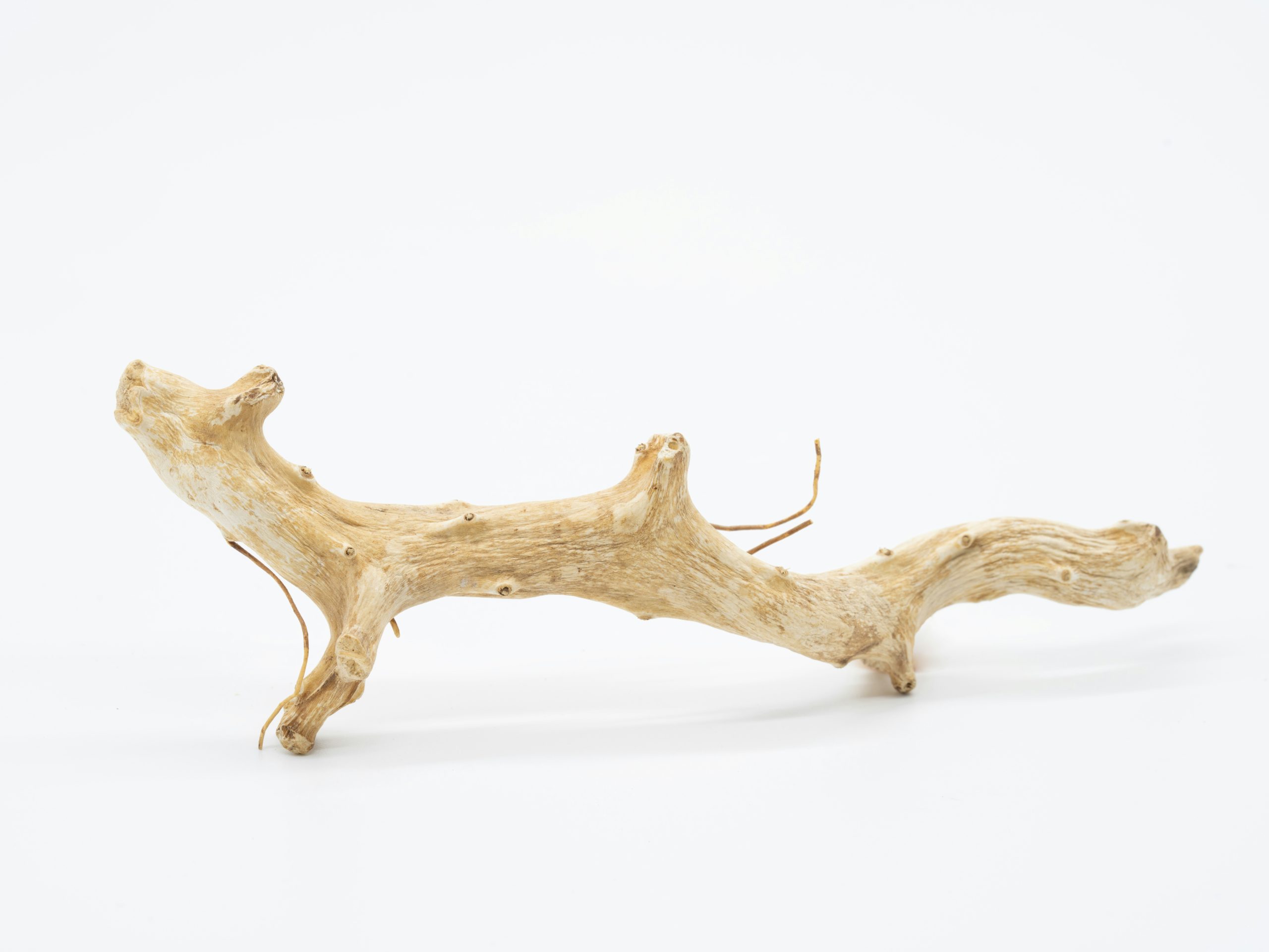 ashwagandha benefits