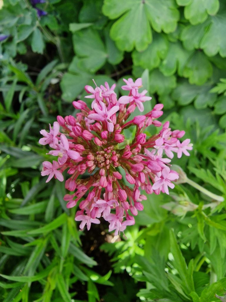 valerian root benefits