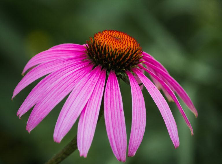 echinacea benefits