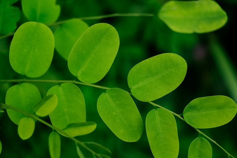 moringa leaves powder benefits nutrition natural medicine 🌿