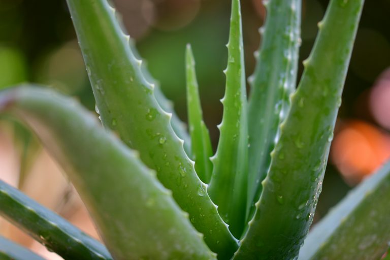 aloe vera plant benefits healing natural medicine