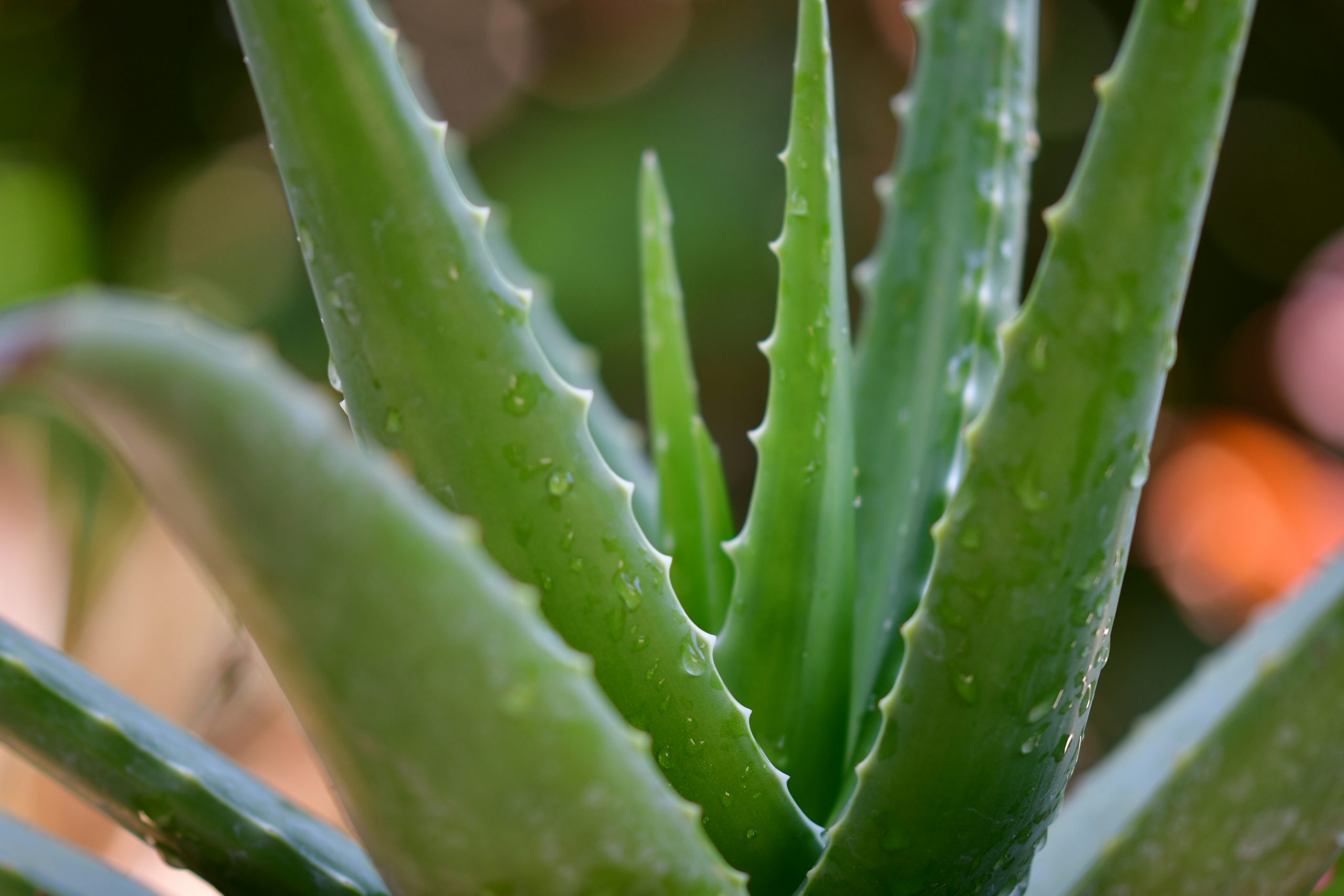 aloe vera plant benefits healing natural medicine