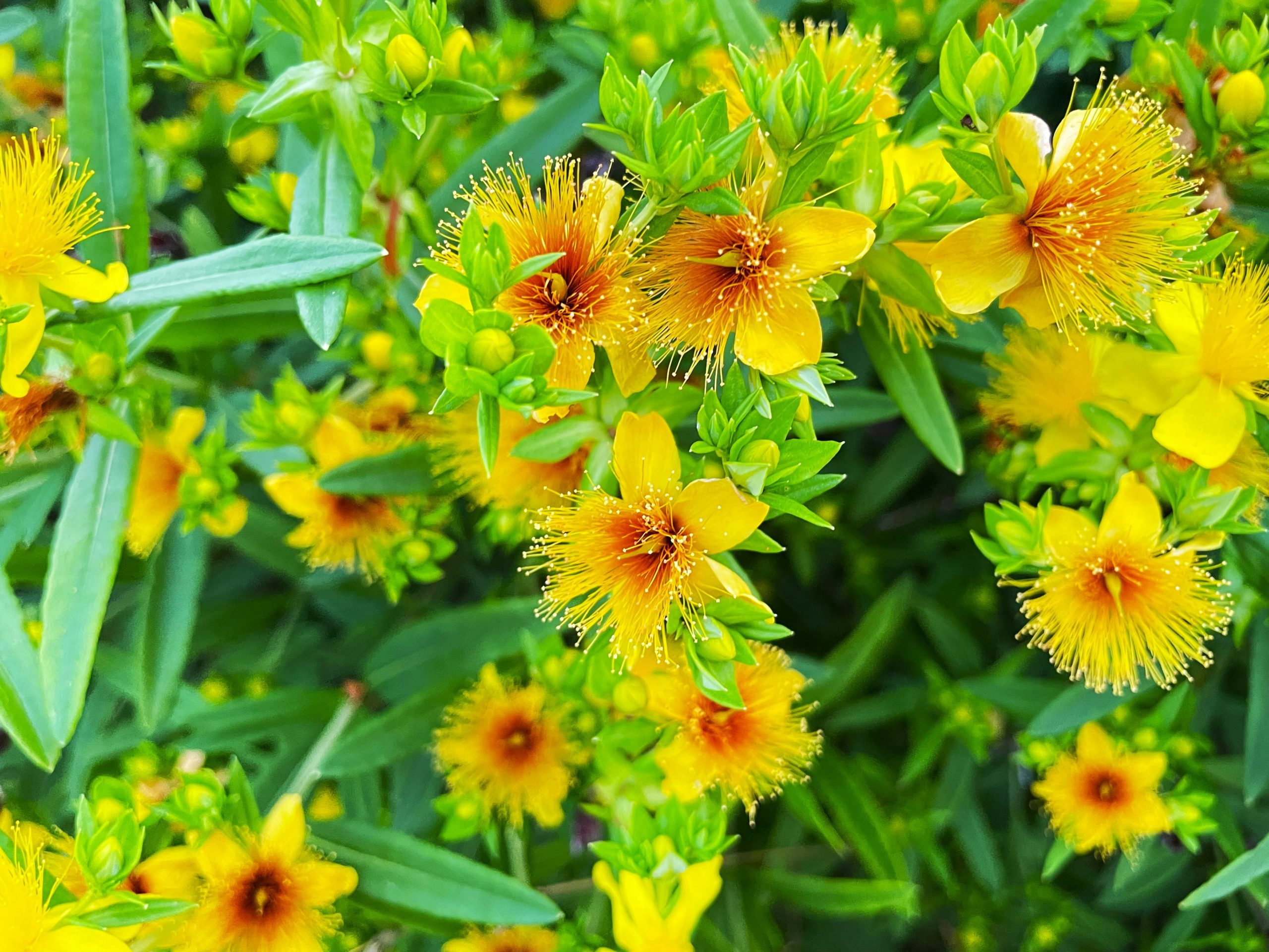 st johns wort yellow flower benefits depression anxiety 🌿